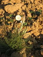 Image of Scorzonera angustifolia L.