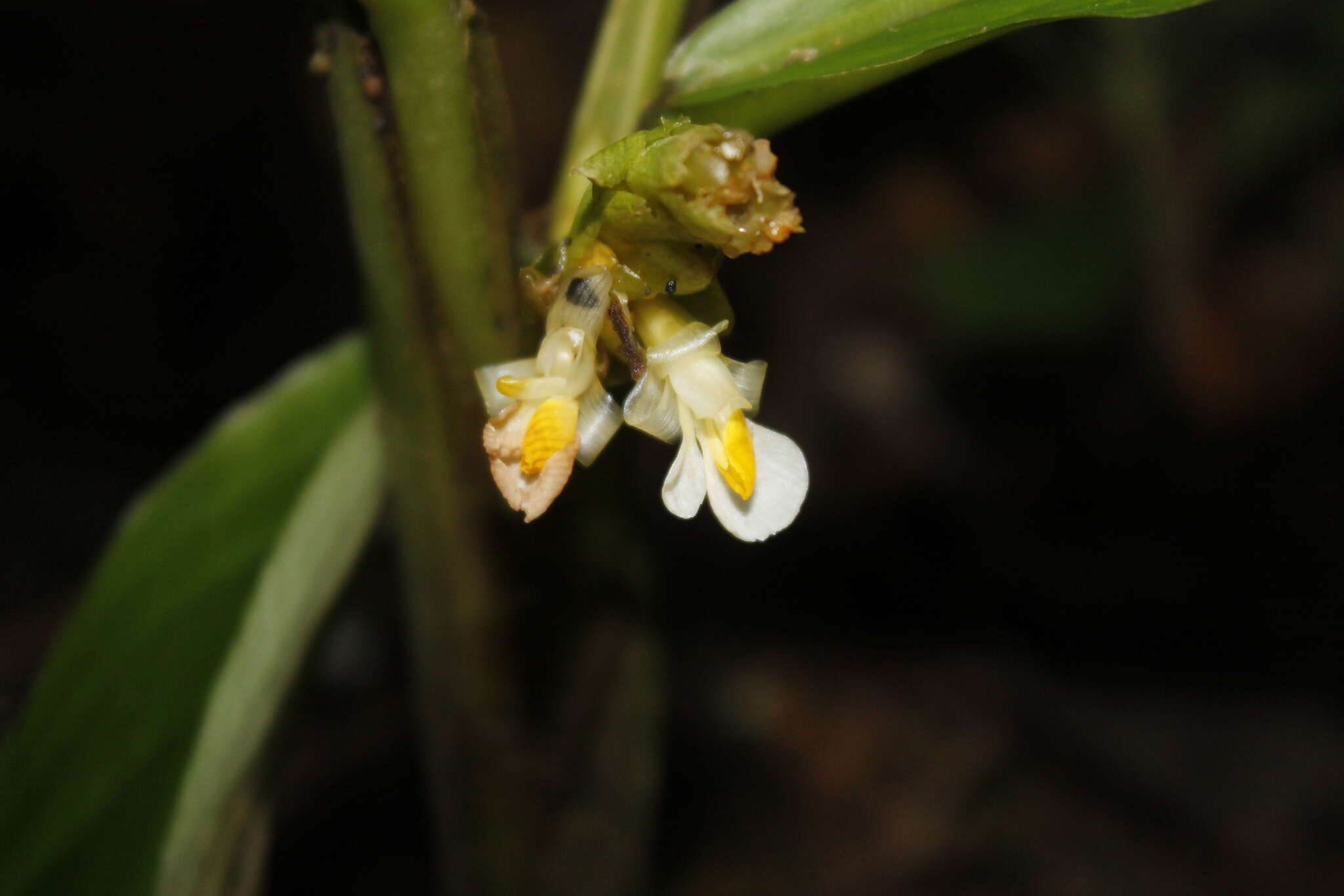 Image of Hylaeanthe unilateralis (Poepp. & Endl.) A. M. E. Jonker & Jonker