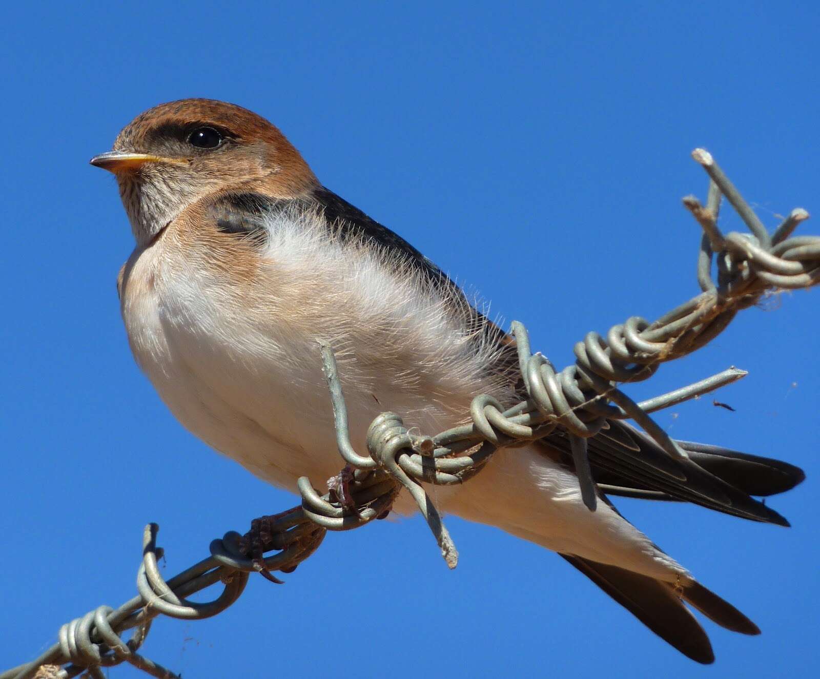 Image de Hirondelle ariel