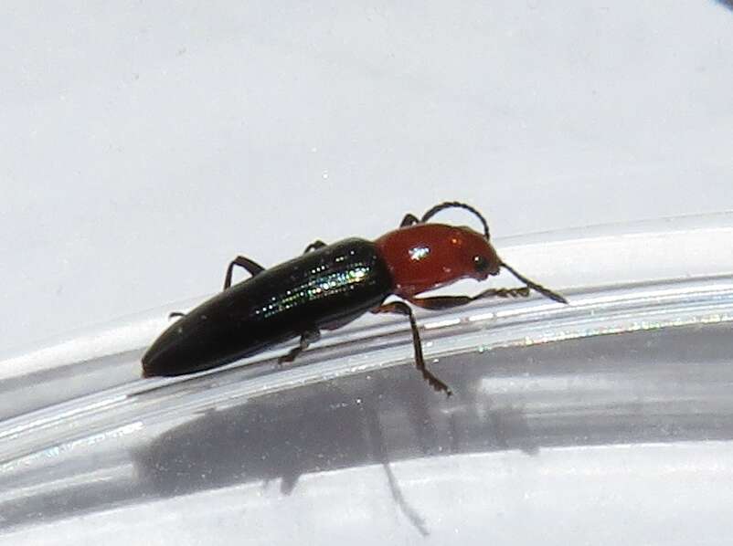 Image of Clover Stem Borer