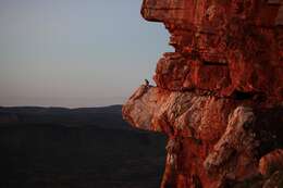 Image of Black-flanked Rock Wallaby