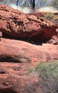 Image of Black-flanked Rock Wallaby