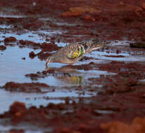 Image of Common Bronzewing