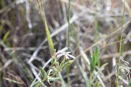 Image of cold-desert phlox