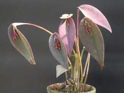 Image of Acianthera prolifera (Herb. ex Lindl.) Pridgeon & M. W. Chase