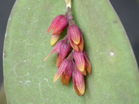 Image of Acianthera prolifera (Herb. ex Lindl.) Pridgeon & M. W. Chase