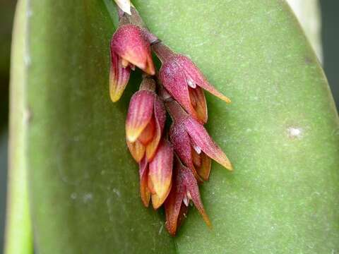 Image of Acianthera prolifera (Herb. ex Lindl.) Pridgeon & M. W. Chase