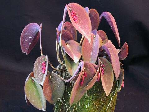 Image of Acianthera prolifera (Herb. ex Lindl.) Pridgeon & M. W. Chase