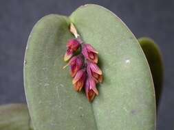 Image of Acianthera prolifera (Herb. ex Lindl.) Pridgeon & M. W. Chase