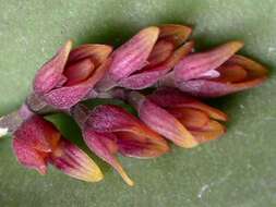 Image of Acianthera prolifera (Herb. ex Lindl.) Pridgeon & M. W. Chase