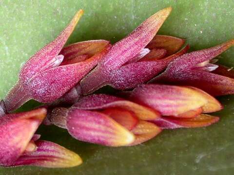 Image of Acianthera prolifera (Herb. ex Lindl.) Pridgeon & M. W. Chase