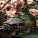 Image of Spotted Antpitta