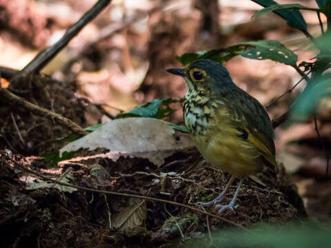 Hylopezus macularius (Temminck 1830)的圖片