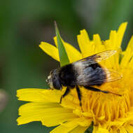 Image of Eristalis oestracea (Linnaeus 1758)