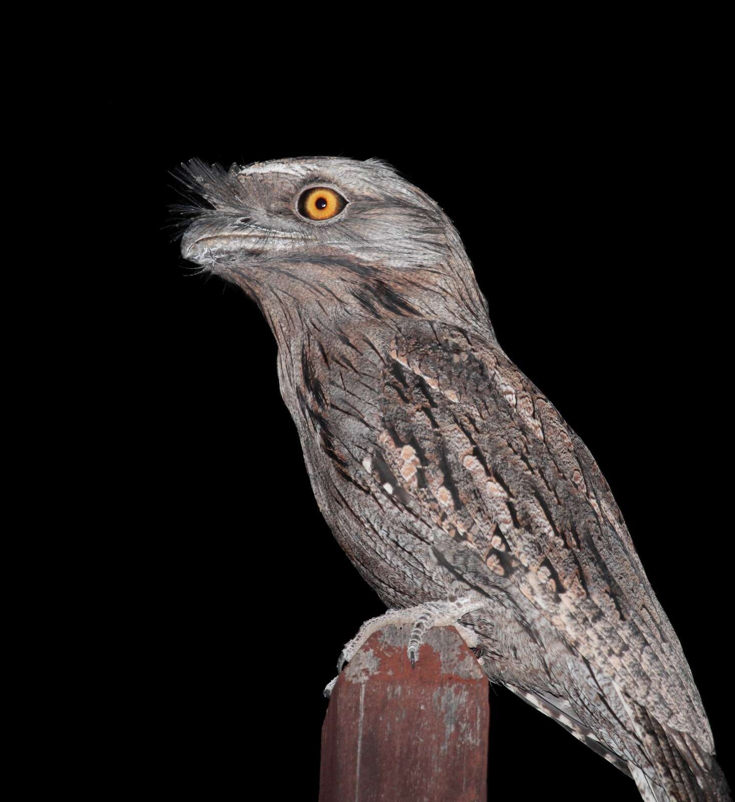 Image of Tawny Frogmouth
