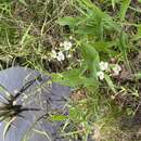 Plancia ëd Sagittaria brevirostra Mack. & Bush