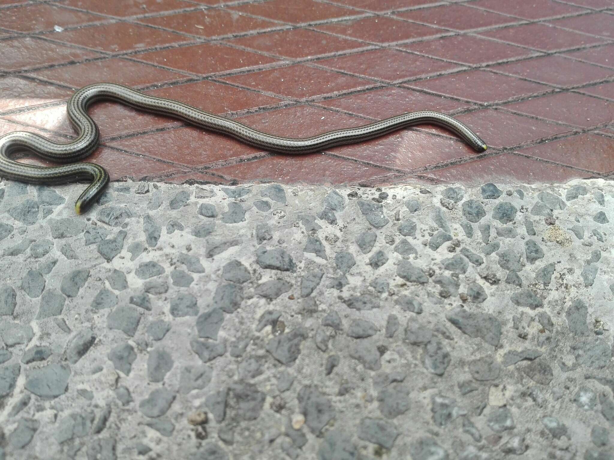 Image of Black Blind Snake