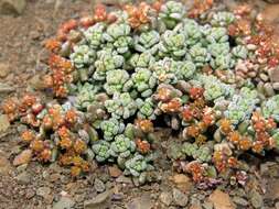 Image of Crassula corallina subsp. corallina