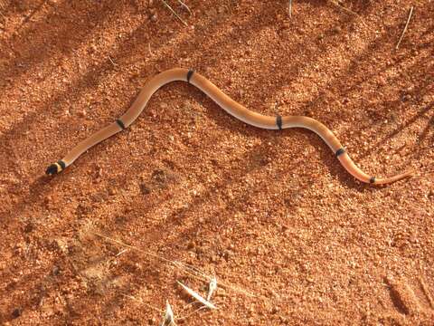 Image of Ringed Brown Snake