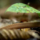 Image of Black-headed Cat Snake