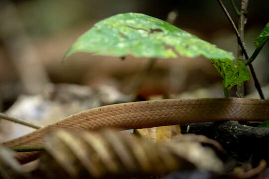 Image of Black-headed Cat Snake