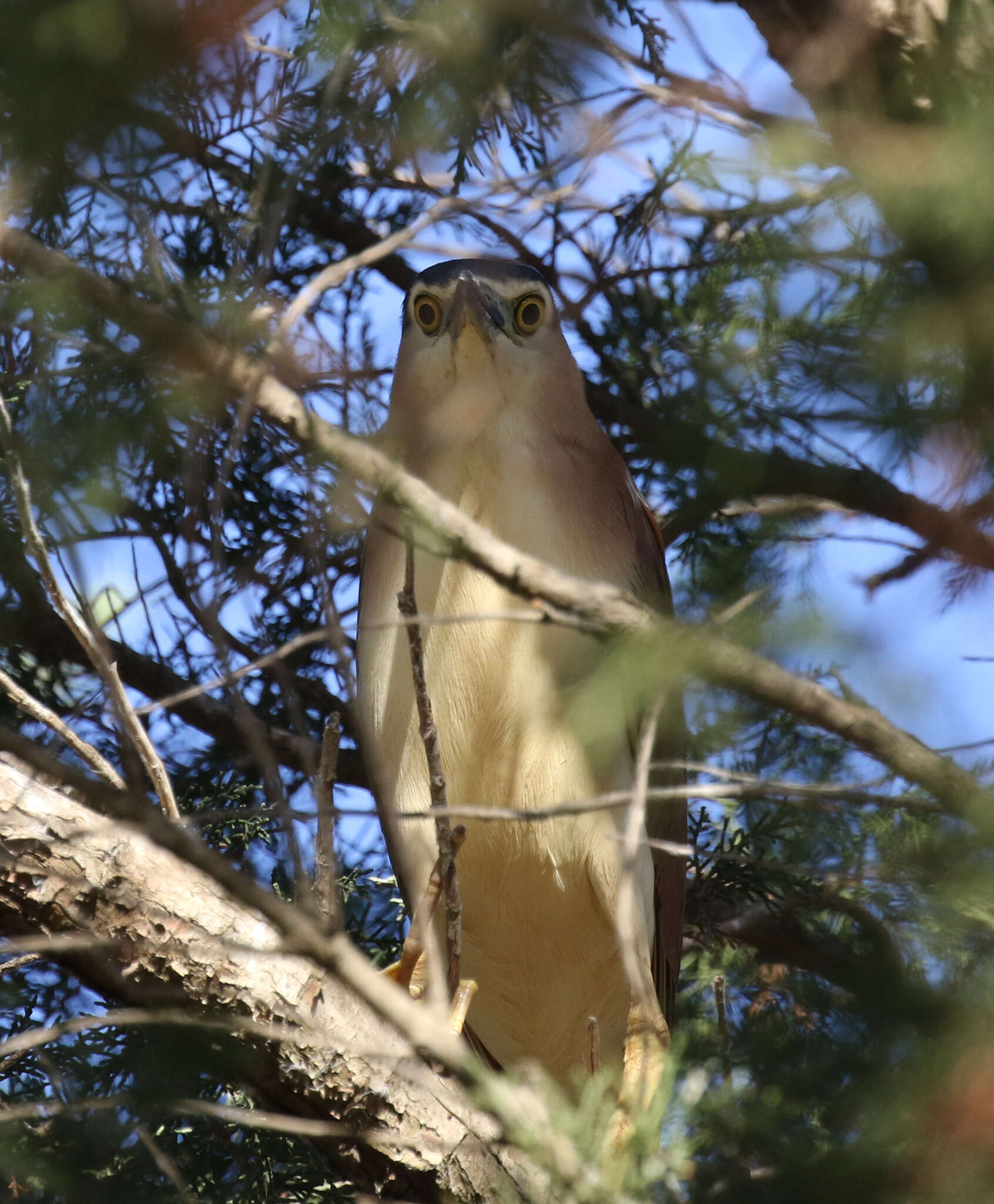 Image of Nankeen Night Heron