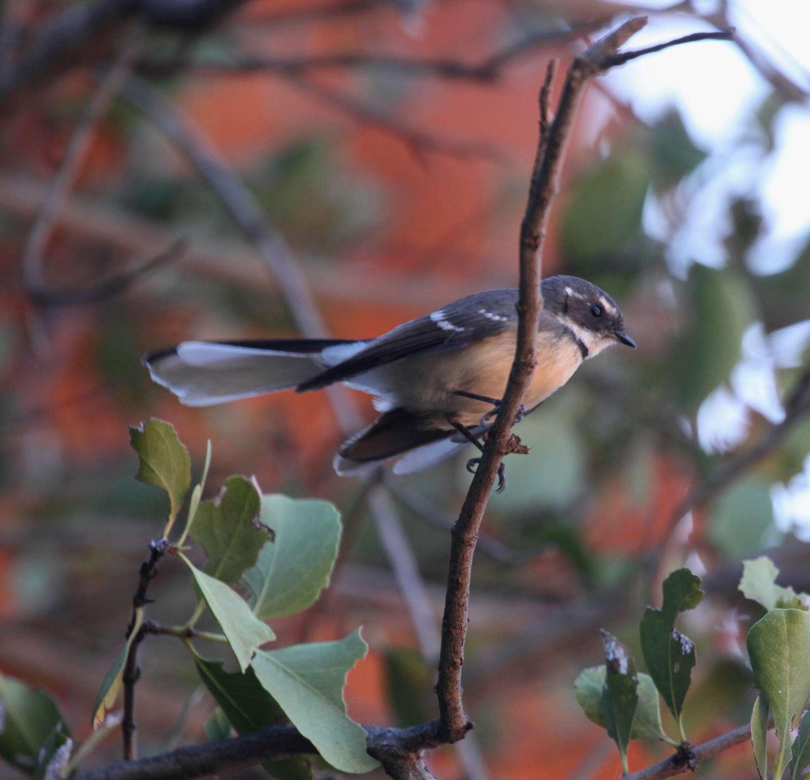 Image of Grey Fantail