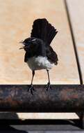 Image of Willie Wagtail