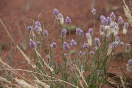 Ptilotus helipteroides (F. Müll.) F. Müll.的圖片