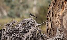 Image of Willie Wagtail