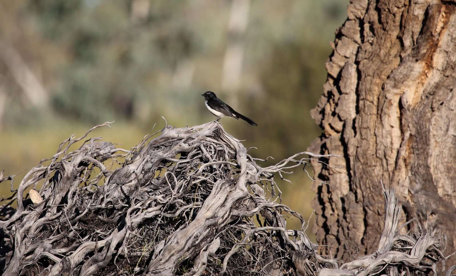 Image of Willie Wagtail