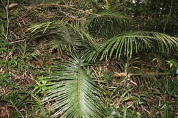 Image of Ceratozamia alvarezii Pérez-Farr., Vovides & Iglesias