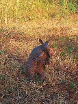 Image of long-nosed armadillos