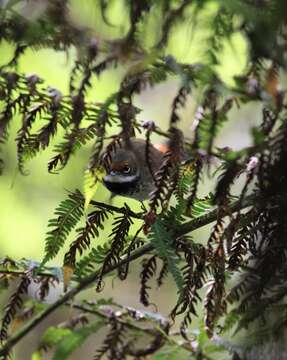 Image of Rufous Fantail