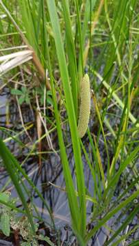 Imagem de Acorus calamus var. americanus Raf.