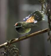 Image of Rufous Fantail