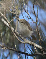 Image of Slaty-backed Thornbill