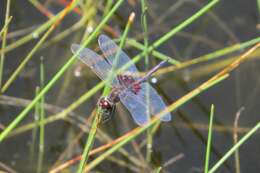 Слика од Celithemis ornata (Rambur 1842)