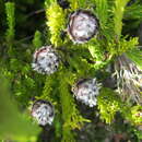 Image of Leucadendron sorocephalodes Phillips & Hutchinson