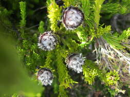 Image of Leucadendron sorocephalodes Phillips & Hutchinson