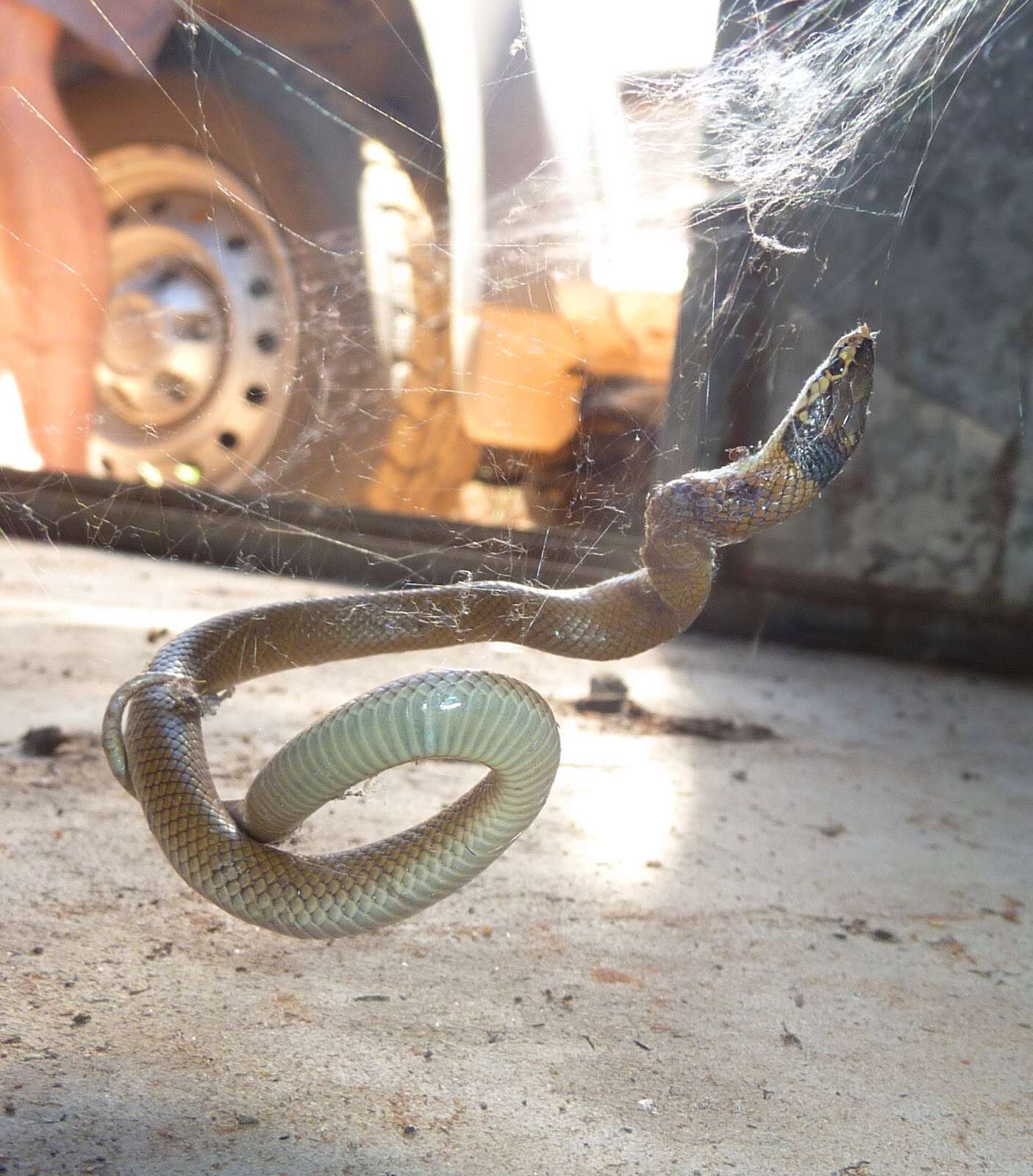 Image of Curl snake