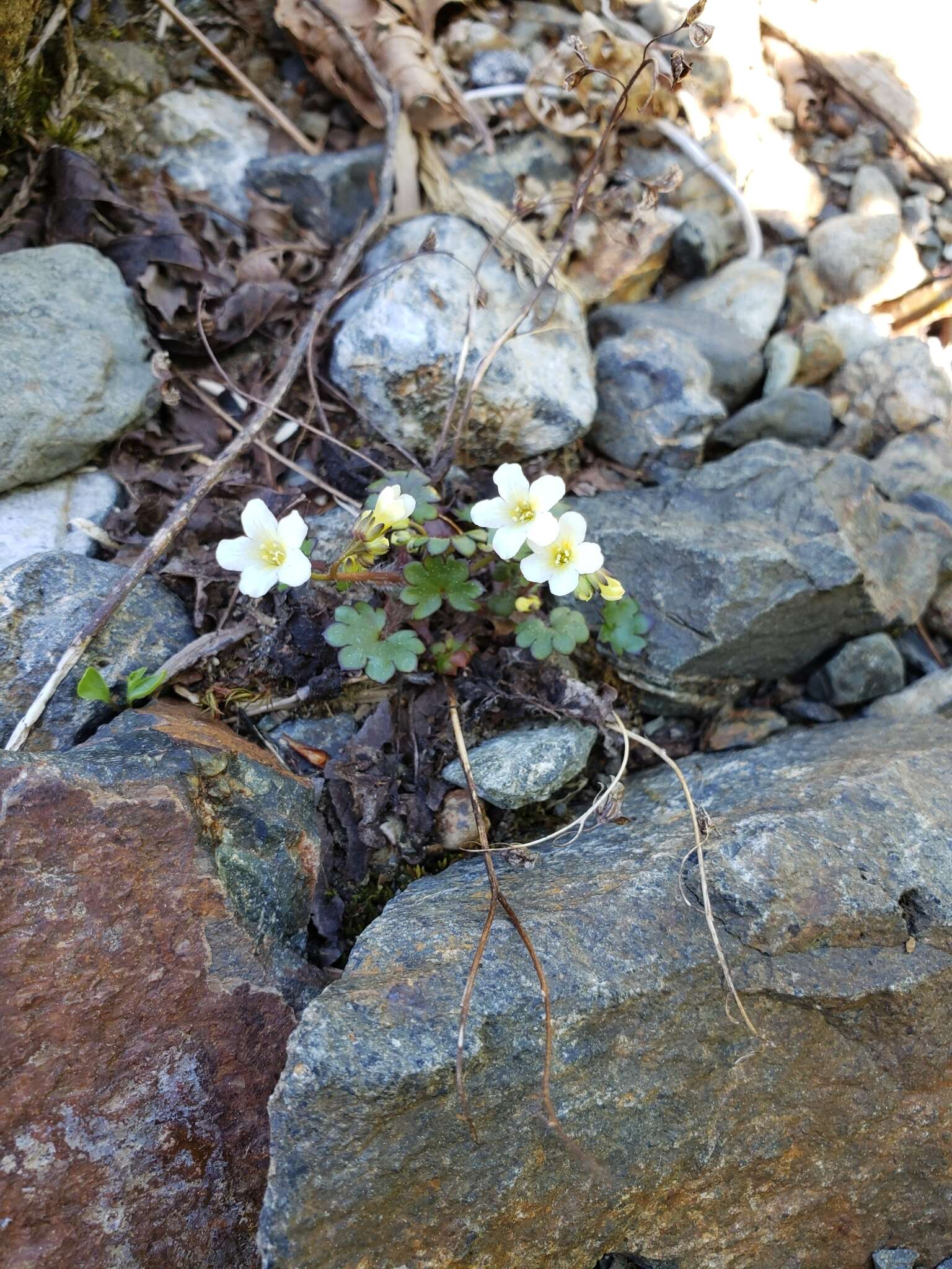 Image of Sitka mistmaiden