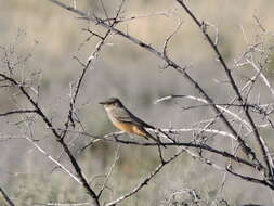 Image of Say's Phoebe