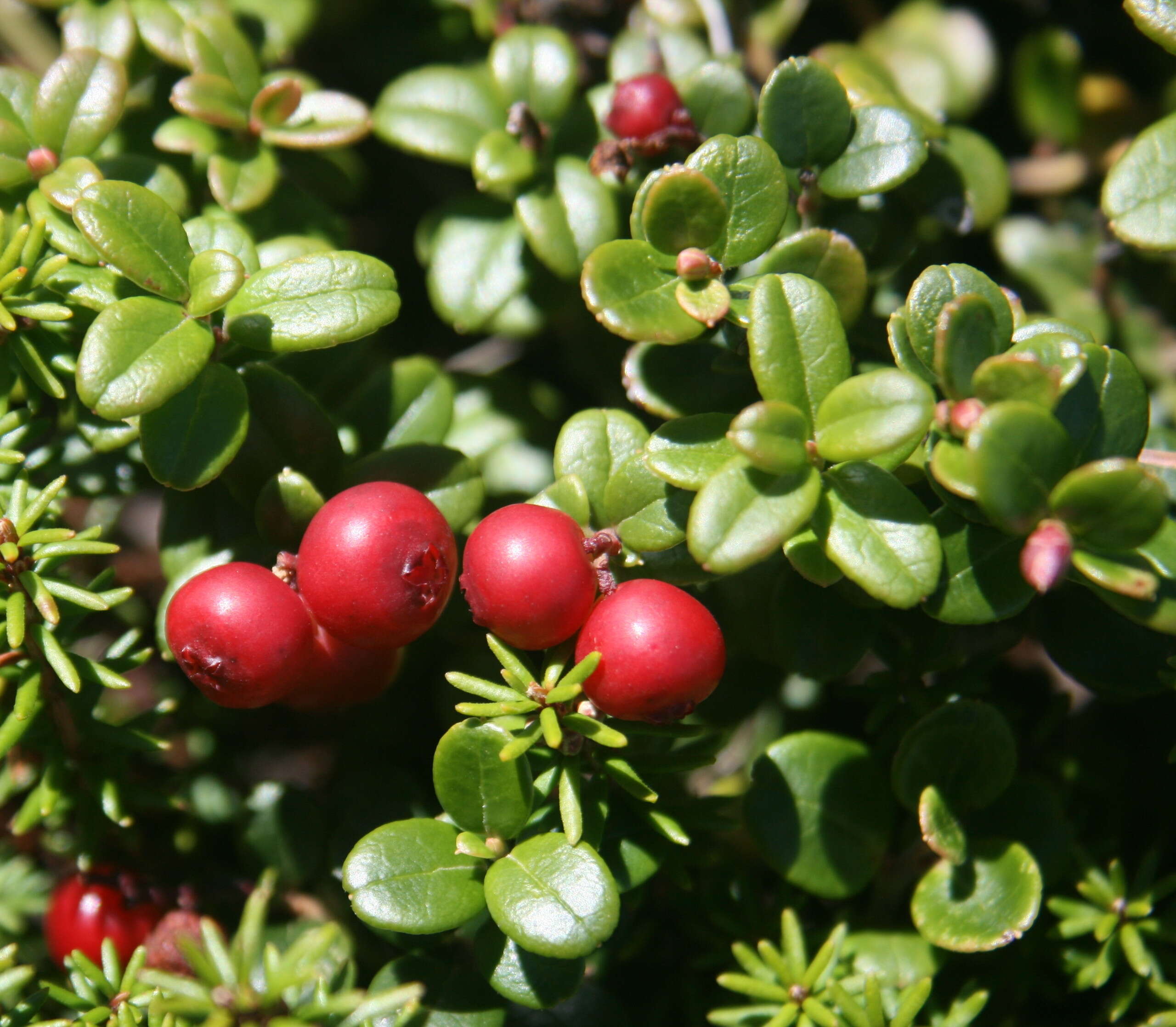 Image of lingonberry