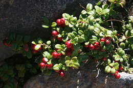 Image of lingonberry