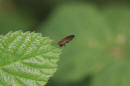 Image of Rose Stem Girdler