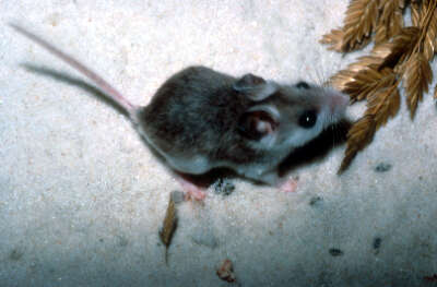 Image of Beach Mouse