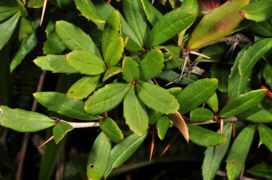 Image of Berberis alpicola C. K. Schneid.