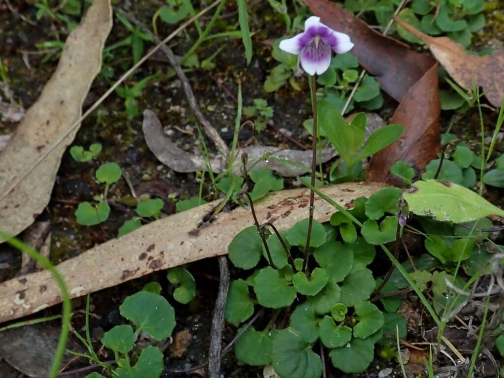 Image of Ivy-leaved Violet