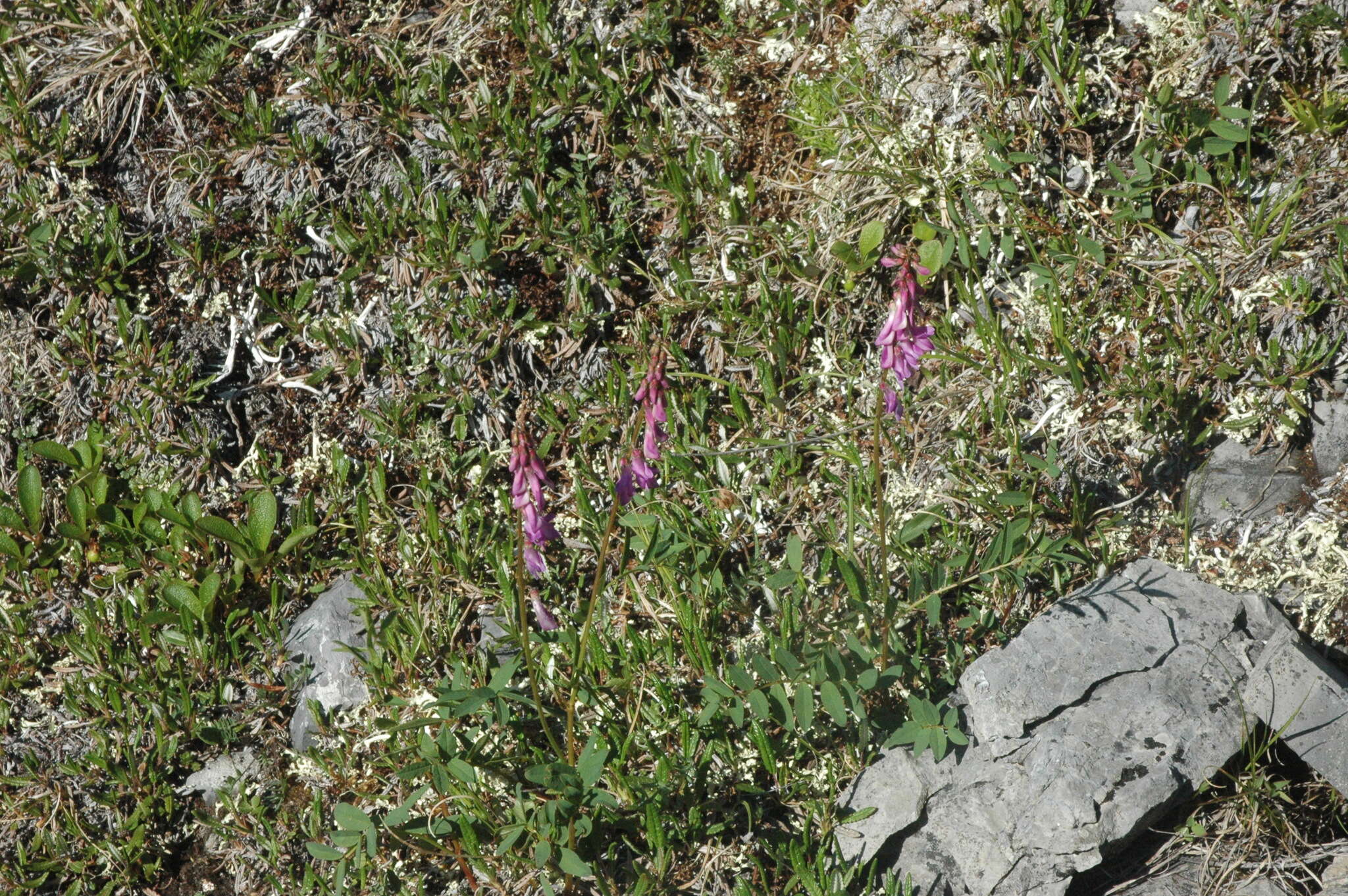 Imagem de Hedysarum alpinum L.